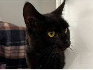 SMIDGE - Domestic Shorthair
crossbreed Photo