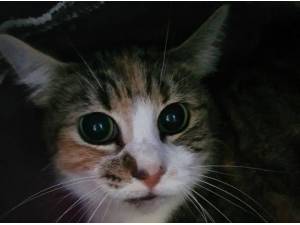 GAIA - Domestic Shorthair
crossbreed Photo