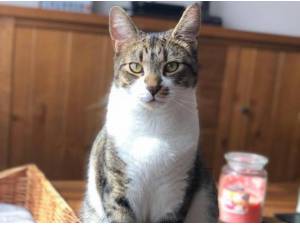 LOKI - Domestic Shorthair
crossbreed Photo