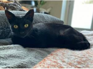 VESPER - Siamese Photo