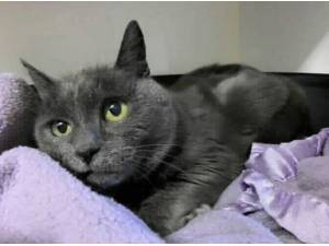 DUSTY - Domestic Shorthair
crossbreed Photo