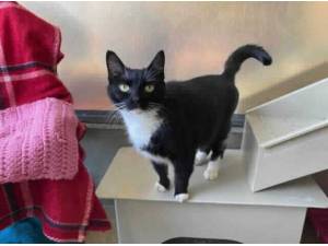 DOLLY - Domestic Shorthair
crossbreed Photo
