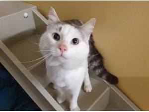 COLIN - Domestic Shorthair
crossbreed Photo