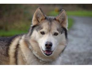 King Kazen - Male Siberian Husky Photo