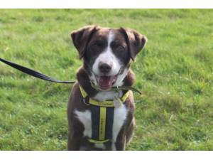 Bouncer - Male Spaniel Cross Photo