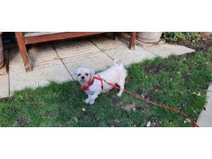 Suzie - female Shih Tzu Photo