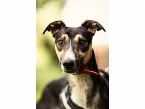 Krispy - Male Lurcher Photo