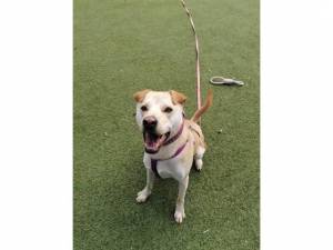 Sunny - Male Dogs Photo