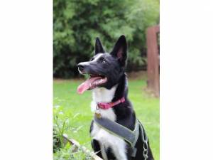 Bella - Female Collie Photo