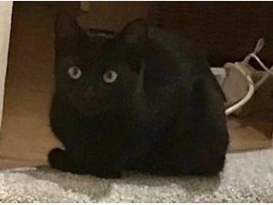 DORA - Domestic Shorthair
crossbreed Photo
