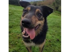 Solo - Male Collie Cross Photo
