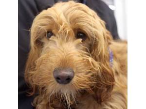 Gertie - Female Cockapoo (Cocker Spaniel cross Poodle) Photo