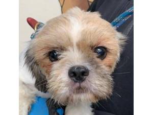 Deborah - Female Shih tzu Photo