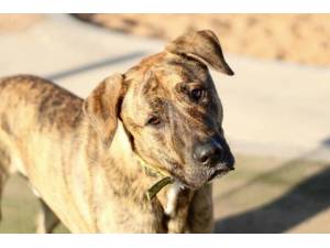 Harvey - Male Mastiff: Old English Photo