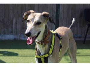 Oreo - Male Greyhound Photo