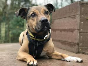 Rudi - Male Staffordshire Cross (SBT) Photo