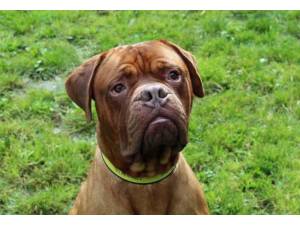 Thor - Male Dogue De Bordeaux Photo