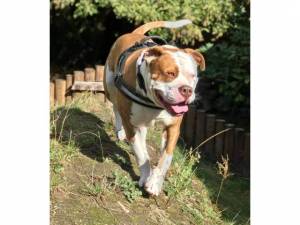 Mushy - Male Dogs Photo