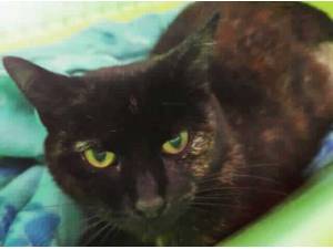 DAISY 2 - Domestic Shorthair
crossbreed Photo