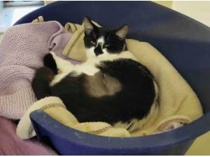 DOT - Domestic Shorthair
crossbreed Photo