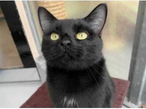 SHADOW - Domestic Shorthair
crossbreed Photo