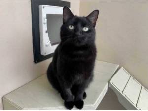 MAISY - Domestic Shorthair
crossbreed Photo