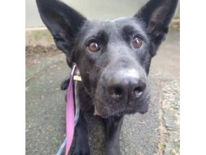 Krisp - Female German Shepherd Dog (GSD) Photo