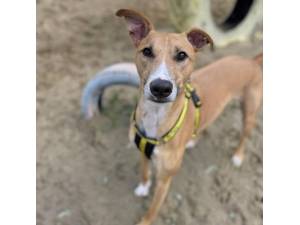 Biggles - Male Lurcher Photo
