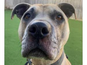 Frank - Male Staffordshire Cross (SBT) Photo