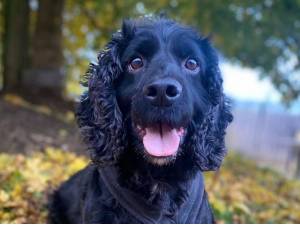 Scooby - Male Cocker Spaniel Photo