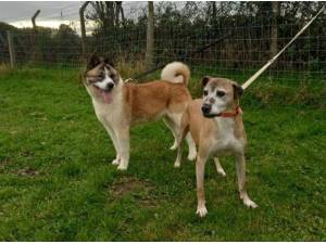 ANGEL AND ROXY - Crossbreed/Unknown Photo