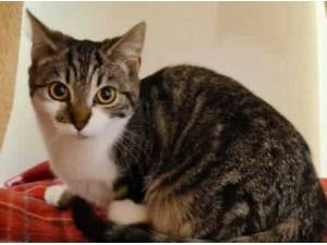 DAISY - Domestic Shorthair
crossbreed Photo