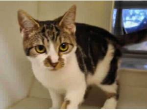DONALD - Domestic Shorthair
crossbreed Photo
