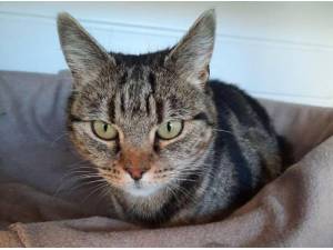 MILLIE - Domestic Shorthair
crossbreed Photo