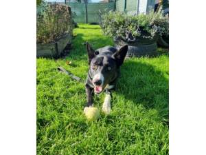 Marley - Male Collie Photo