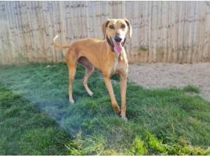 SANDY - Lurcher Photo
