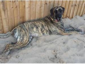 FREDDIE - Great Dane Photo