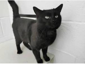 JAZZ - Domestic Shorthair
crossbreed Photo