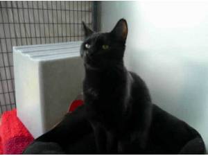 JIM - Domestic Shorthair
crossbreed Photo