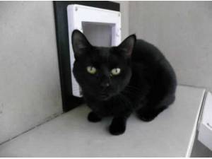 ROSIE - Domestic Shorthair
crossbreed Photo