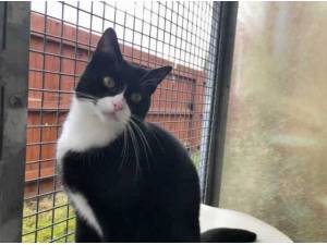 DAISY - Domestic Shorthair
crossbreed Photo