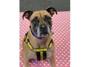 Arnold - Male Boxer Photo