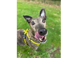 Gary - Male Greyhound Photo