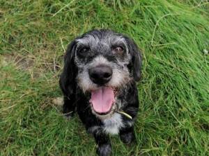 Sooty - Male Patterdale Terrier Photo