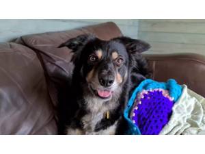 Tess - Female Border Collie Photo