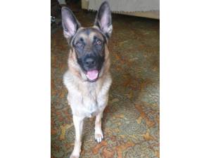 Dexter - Male German Shepherd Dog Photo