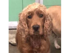 Curly - Female Cocker Spaniel Photo