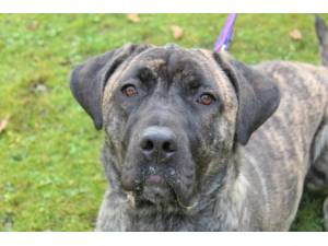Arya - Female Cane Corso Photo