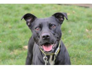 Bailey - Male Staffordshire Cross (SBT) Photo