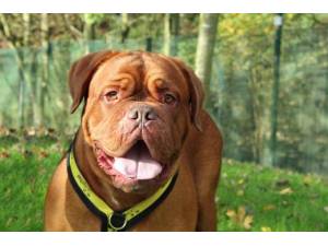 Bella - Female Dogue De Bordeaux Photo
